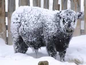 Cold Cow